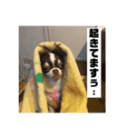 マロンとルナの挨拶集（個別スタンプ：7）