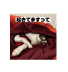 マロンとルナの挨拶集（個別スタンプ：9）