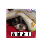 マロンとルナの挨拶集（個別スタンプ：11）