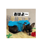 マロンとルナの挨拶集（個別スタンプ：12）