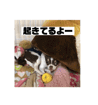 マロンとルナの挨拶集（個別スタンプ：15）