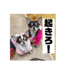 マロンとルナの挨拶集（個別スタンプ：19）