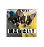マロンとルナの挨拶集（個別スタンプ：20）