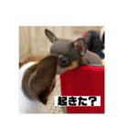 マロンとルナの挨拶集（個別スタンプ：21）