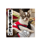 マロンとルナの挨拶集（個別スタンプ：22）