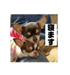 マロンとルナの挨拶集（個別スタンプ：23）