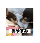 マロンとルナの挨拶集（個別スタンプ：24）