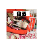 マロンとルナの挨拶集（個別スタンプ：25）