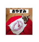 マロンとルナの挨拶集（個別スタンプ：27）