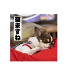 マロンとルナの挨拶集（個別スタンプ：31）