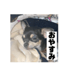 マロンとルナの挨拶集（個別スタンプ：32）