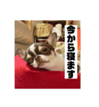 マロンとルナの挨拶集（個別スタンプ：33）