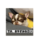 マロンとルナの挨拶集（個別スタンプ：35）