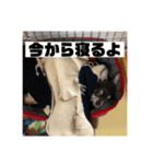 マロンとルナの挨拶集（個別スタンプ：36）