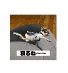 マロンとルナの挨拶集（個別スタンプ：37）