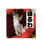 マロンとルナの挨拶集（個別スタンプ：39）