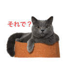ボニ（個別スタンプ：3）