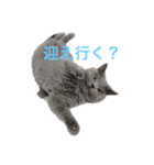 ボニ（個別スタンプ：5）
