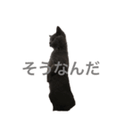 ボニ（個別スタンプ：6）