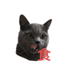 ボニ（個別スタンプ：7）