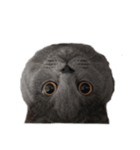 ボニ（個別スタンプ：8）