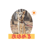 【保護犬める】ワンだふるスタンプ♡（個別スタンプ：1）