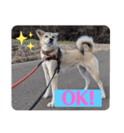【保護犬める】ワンだふるスタンプ♡（個別スタンプ：2）