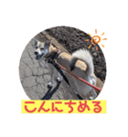 【保護犬める】ワンだふるスタンプ♡（個別スタンプ：3）