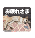【保護犬める】ワンだふるスタンプ♡（個別スタンプ：4）
