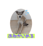 【保護犬める】ワンだふるスタンプ♡（個別スタンプ：5）
