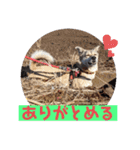 【保護犬める】ワンだふるスタンプ♡（個別スタンプ：6）