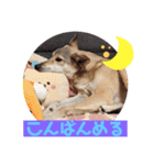 【保護犬める】ワンだふるスタンプ♡（個別スタンプ：7）