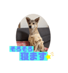 【保護犬める】ワンだふるスタンプ♡（個別スタンプ：8）