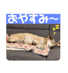 【保護犬める】ワンだふるスタンプ♡（個別スタンプ：9）