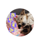 【保護犬める】ワンだふるスタンプ♡（個別スタンプ：10）