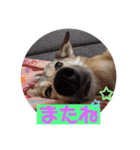 【保護犬める】ワンだふるスタンプ♡（個別スタンプ：11）