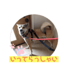 【保護犬める】ワンだふるスタンプ♡（個別スタンプ：12）