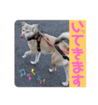【保護犬める】ワンだふるスタンプ♡（個別スタンプ：13）