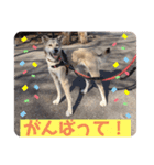 【保護犬める】ワンだふるスタンプ♡（個別スタンプ：14）