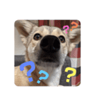 【保護犬める】ワンだふるスタンプ♡（個別スタンプ：15）