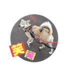 【保護犬める】ワンだふるスタンプ♡（個別スタンプ：16）