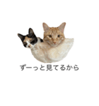ウチのねこども（個別スタンプ：3）