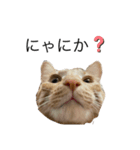 ウチのねこども（個別スタンプ：5）