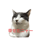 ウチのねこども（個別スタンプ：7）