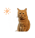 ねこあつめ。（個別スタンプ：1）