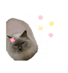 ねこあつめ。（個別スタンプ：2）
