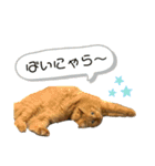 ねこあつめ。（個別スタンプ：3）
