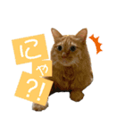 ねこあつめ。（個別スタンプ：5）