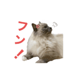 ねこあつめ。（個別スタンプ：6）