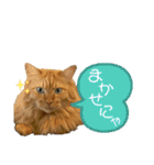 ねこあつめ。（個別スタンプ：7）
